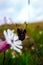 Vertical shot of two Pairing bugs on a plant in a field against blur background