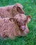 Vertical shot of two Scottish highland calves lying on the grass