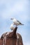 Vertical shot of two seagulls standing on a rusty bird statue against the sky