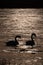 Vertical shot of two swans silhouettes swimming in the lake