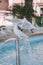 Vertical shot of two white doves standing on the fountain water