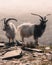 Vertical shot of two wild goats.