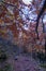 Vertical shot from under branches in forest