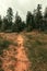 Vertical shot of uneven road in a rural field with grass and pine trees in a forest