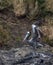 Vertical shot of a unique and beautiful pelican bird guarding its nest