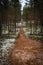 Vertical shot of an unpaved muddy path between trees and snow covered grass