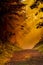 Vertical shot of an unpaved path amid a foggy forest with sunlight shining through the trees