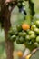 Vertical shot of unripe blooming coffee on the branches at daytime