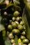 Vertical shot of unripe blooming coffee on the branches at daytime