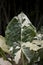 vertical shot of a Variegated Alocasia plant leaf on a blurred background