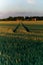 Vertical shot of a vast agricultural field