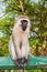 Vertical shot of a Vervet monkey sitting on a fence in Tarangire National Park in Tanzania, Africa