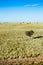 Vertical shot of a very small single bush in steppe with a clear sky on the top