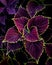 Vertical shot of a vibrant coleus flower in a forest in Arkansas