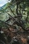 Vertical shot of views in a scenic lush green mossy forest