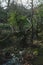 Vertical shot of views in a scenic lush green mossy forest