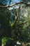 Vertical shot of views in a scenic lush green mossy forest