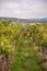 Vertical shot of a vineyard with gas cannons under the gloomy sky