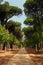 Vertical shot of a walkway next to alined trees from both side in a tropical land