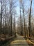 Vertical shot of the walkway in the woods of Jelenia GÃ³ra, Poland.