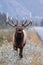 Vertical shot of a wapiti deer in a field