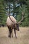 Vertical shot of a wapiti deer in a forest