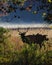 Vertical shot of a wapiti in the field