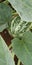 Vertical shot of a watermelon plant