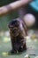 Vertical shot of a Wedge-capped capuchin (Cebus olivaceus) in a zoo cage on the blurred background