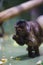 Vertical shot of a Wedge-capped capuchin (Cebus olivaceus) in a zoo cage on the blurred background