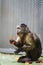 Vertical shot of a Wedge-capped capuchin & x28;Cebus olivaceus& x29; in a zoo cage on the blurred background