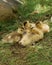 Vertical shot of welsh harlequin ducklings in a grass field of a forest