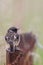 Vertical shot of a whinchat perched on an old rusty fence with a barbed wire