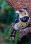 Vertical shot of a white and black finch on a tree branch