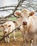 Vertical shot of white calves in the farm with a blurred background