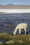 Vertical shot of a white llama drinking water during daytime