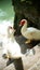 Vertical shot of white Muscovy ducks standing on the stairs under sunlight