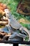 Vertical shot of a white, patterned bearded dragon sitting on wood and looking up