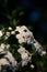 Vertical shot of white Platycodon grandiflorus floral plant growing under the sunlight