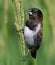 Vertical shot of a White-rumped munia standing on the grass under the sunlight at daytime