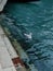 Vertical shot of a white seagull swimming in a pond