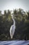 Vertical shot of a white stork surrounded by trees