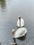 Vertical shot of white swans peacefully swimming in the lake in a park in daylight