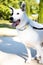 Vertical shot of a White Swiss Shepherd mixed with English pointer standing with a leash on