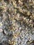 Vertical shot of a wild buckwheat flowering plant