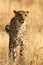 Vertical shot of a wild Cheetah looking in a concentration moment
