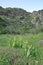 Vertical shot of wild imbricata iris flowers of Armenia