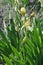 Vertical shot of wild imbricata iris flowers of Armenia