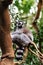 Vertical shot of a wild lemur on a tree branch