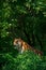 Vertical shot of a wild lurking tiger in Munich Zoo, Germany